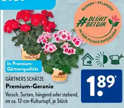 Aldi Süd Savannah premium-geranien Angebot