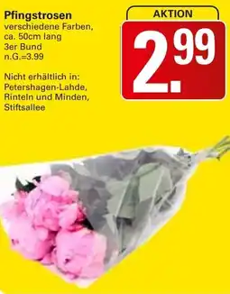 WEZ Pfingstrosen Angebot