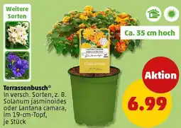 PENNY Terrassenbusch Angebot