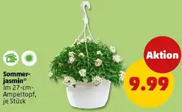 PENNY Sommerjasmin Angebot
