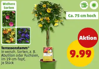 PENNY Terrassenstamm Angebot