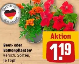 REWE Beet- oder Balkonpflanzen Angebot
