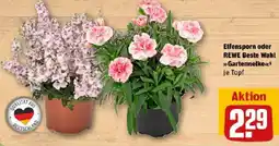 REWE Elfensporn oder REWE Beste Wahl Gartennelke Angebot
