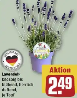 REWE Lavendel Angebot