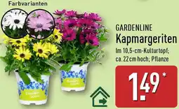 Aldi Nord GARDENLINE Kapmargeriten Angebot