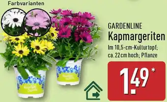 Aldi Nord GARDENLINE Kapmargeriten Angebot