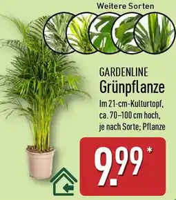 Aldi Nord GARDENLINE Grünpflanze Angebot