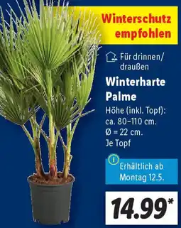 Lidl Winterharte Palme Angebot