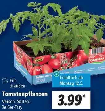 Lidl Tomatenpflanzen Angebot