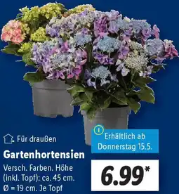 Lidl Gartenhortensien Angebot