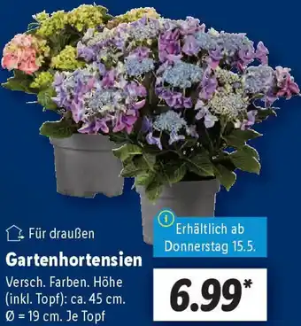 Lidl Gartenhortensien Angebot
