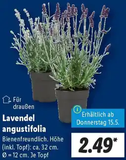 Lidl Lavendel angustifolia Angebot