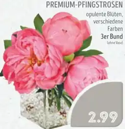 Edeka Struve Premium-pfingstrosen Angebot