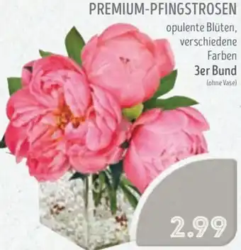 Edeka Struve Premium-pfingstrosen Angebot