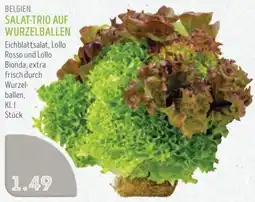 Edeka Struve Belgien salat-trio auf wurzelballen Angebot