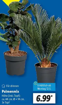 Lidl Palmenmix Angebot