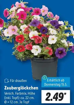 Lidl Zauberglöckchen Angebot