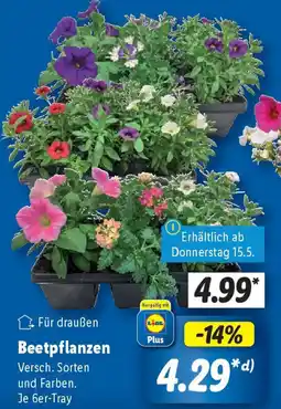 Lidl Beetpflanzen Angebot