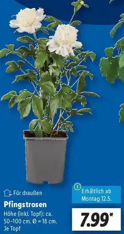 Lidl Pfingstrosen Angebot