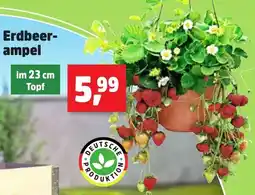 Thomas Philipps Erdbeerampel Angebot