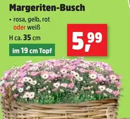 Thomas Philipps Margeriten-Busch Angebot