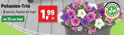 Thomas Philipps Petunien-Trio Angebot