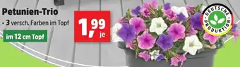 Thomas Philipps Petunien-Trio Angebot