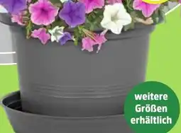 Thomas Philipps Planztopf ,,Campanula" Angebot
