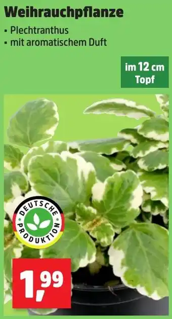 Thomas Philipps Weihrauchpflanze Angebot