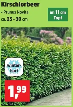 Thomas Philipps Kirschlorbeer Angebot