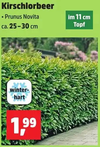 Thomas Philipps Kirschlorbeer Angebot
