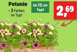 Thomas Philipps Petunie Angebot