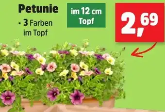Thomas Philipps Petunie Angebot