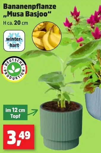 Bananenpflanze ,,Musa Basjoo" Angebot bei Thomas Philipps