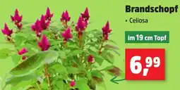 Thomas Philipps Brandschopf Angebot