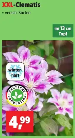 Thomas Philipps XXL-Clematis Angebot