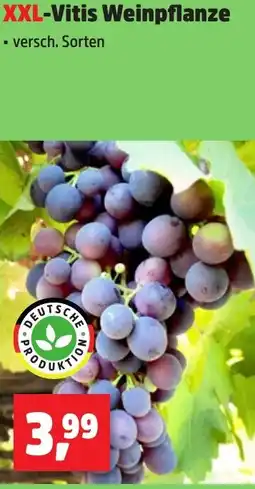 Thomas Philipps XXL-Vitis Weinpflanze Angebot