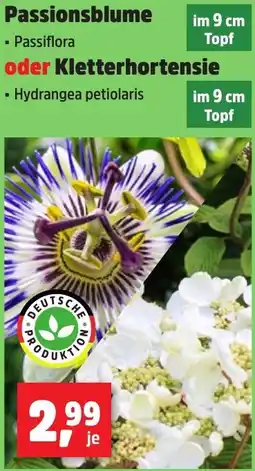Thomas Philipps Passionsblume oder Kletterhortensie Angebot