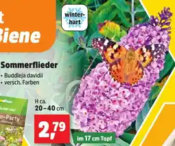 Thomas Philipps Sommerflieder Angebot