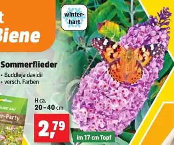 Thomas Philipps Sommerflieder Angebot