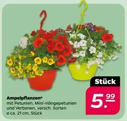 NETTO Ampelpflanzen Angebot