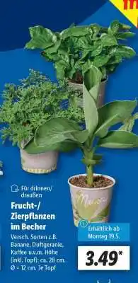 Lidl Frucht-/Zierpflanzen im Becher Angebot