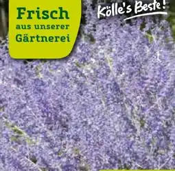 Pflanzen Kölle Kölle's Beste Blauraute Angebot