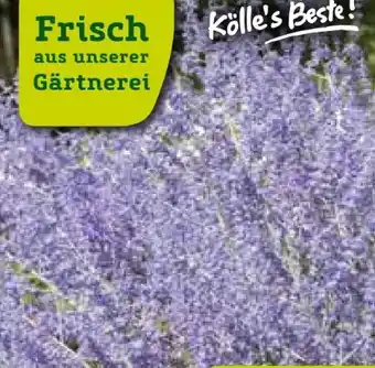 Pflanzen Kölle Kölle's Beste Blauraute Angebot