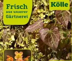 Pflanzen Kölle Kölle Elfenblume Angebot