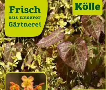 Pflanzen Kölle Kölle Elfenblume Angebot