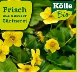 Pflanzen Kölle Kölle's Bio Waldsteinie Angebot