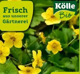 Pflanzen Kölle Kölle's Bio Waldsteinie Angebot