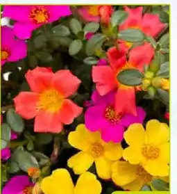 Pflanzen Kölle Portulakröschen Trio Angebot