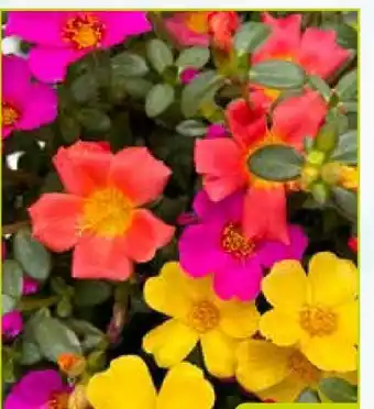 Pflanzen Kölle Portulakröschen Trio Angebot